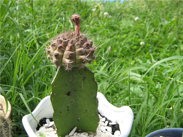 kaktusi